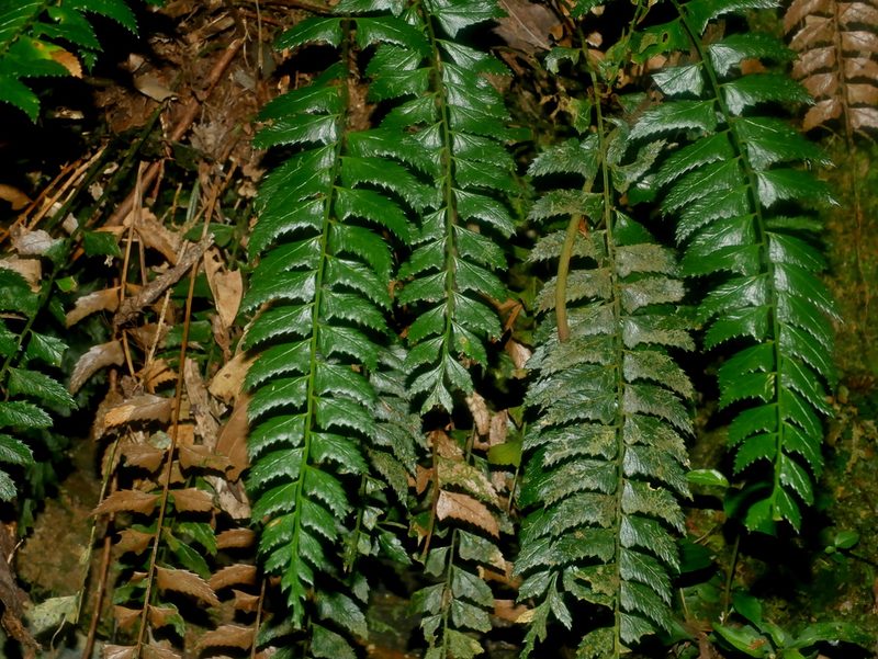 Polystichum obliquum, photographed by Jacy Chen