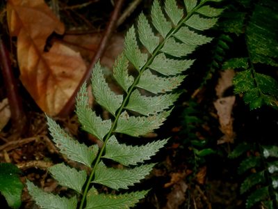 Polystichum obliquum, photographed by Jacy Chen