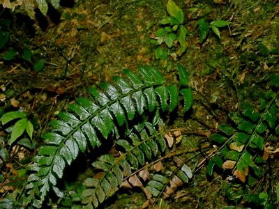 Polystichum obliquum, photographed by Jacy Chen
