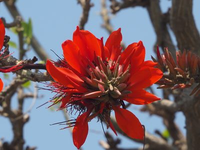 Erythrina variegata, photographed by 葉子