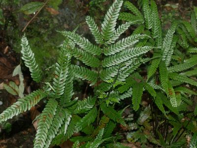 Pteris wulaiensis, photographed by Jacy Chen