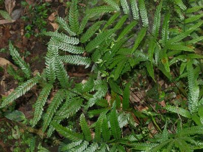 Pteris wulaiensis, photographed by Jacy Chen