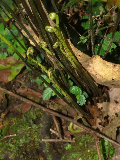 Pteris wulaiensis, photographed by Jacy Chen