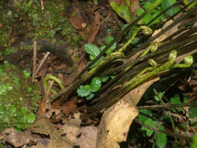 Pteris wulaiensis, photographed by Jacy Chen