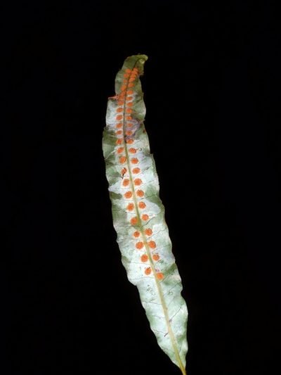 Selliguea engleri, photographed by Jacy Chen