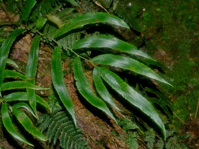 Dryopteris enneaphylla, photographed by Jacy Chen