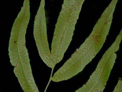 Dryopteris enneaphylla, photographed by Jacy Chen