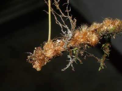 Selliguea engleri, photographed by Jacy Chen