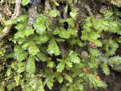 Rhystophyllum crispum, photographed by Jason Grant