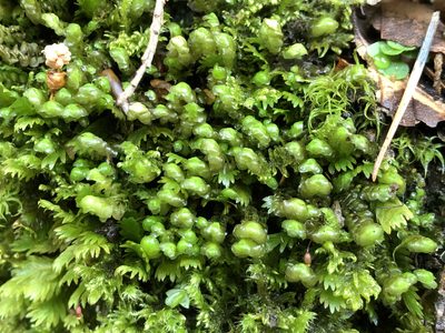 Scapania aspera, photographed by Jason Grant