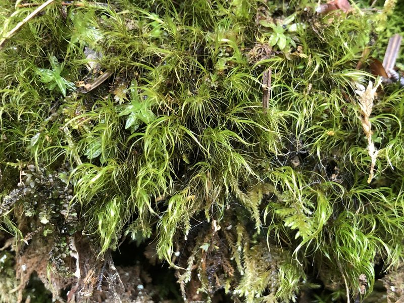 Flexitrichum gracile, photographed by Jason Grant
