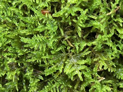 Palustriella commutata, photographed by Jason Grant
