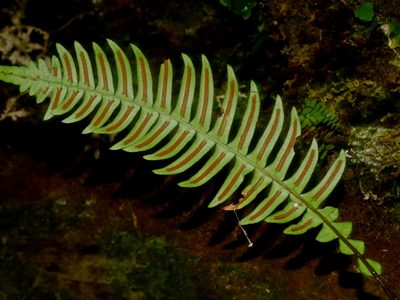 Blechnidium melanopus, photographed by Jacy Chen