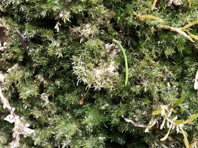 Eucladium verticillatum, photographed by Jason Grant