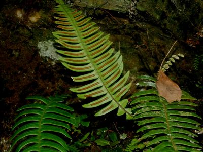 Blechnidium melanopus, photographed by Jacy Chen