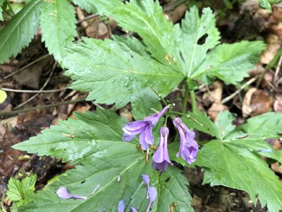 Cardamine pentaphyllos, photographed by Jason Grant