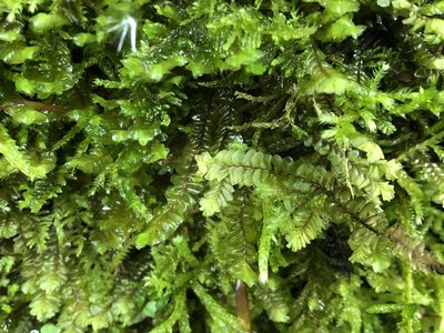 Plagiochila asplenioides, photographed by Jason Grant