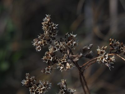 Limonium sinense, photographed by 葉子