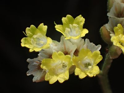 Limonium sinense, photographed by 葉子