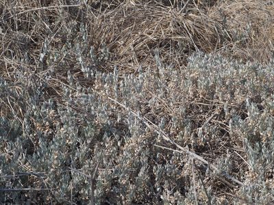Atriplex maximowicziana, photographed by 葉子