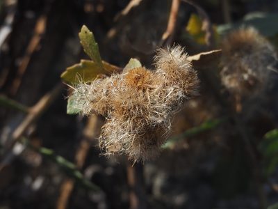 Pluchea pteropoda, photographed by 葉子