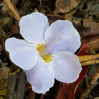 Thunbergia grandiflora, photographed by Margaret Burger