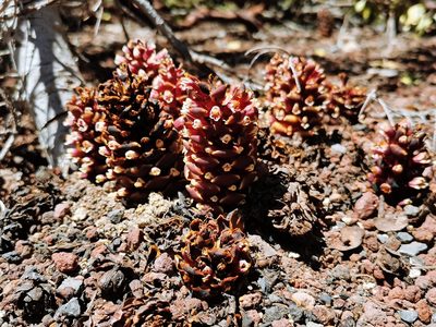 Kopsiopsis strobilacea, photographed by Antoine Guiguet
