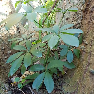 Heptapleurum arboricola, photographed by Margaret Burger