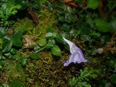 Strobilanthes rankanensis, photographed by Jacy Chen