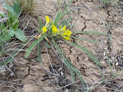 Astragalus buchtormensis, photographed by Svyatoslav Knyazev