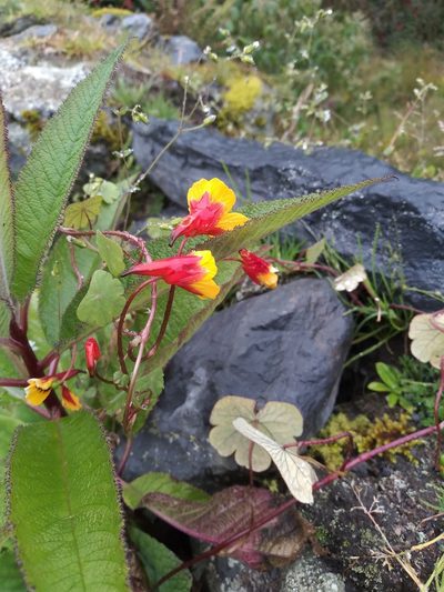 Tropaeolum tuberosum, photographed by Alfredo F. Fuentes Claros