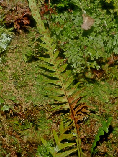 Oreogrammitis curtisii, photographed by Jacy Chen