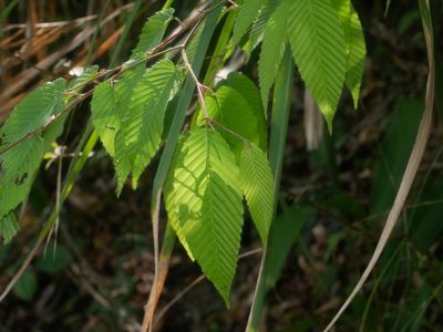 Carpinus rankanensis, photographed by Jacy Chen