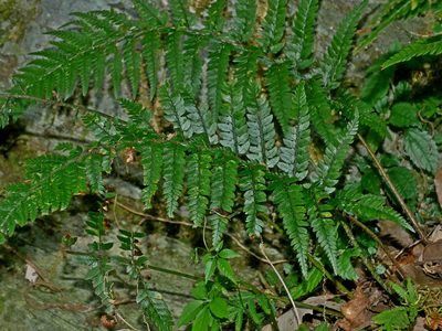 Polystichum luctuosum, photographed by Jacy Chen