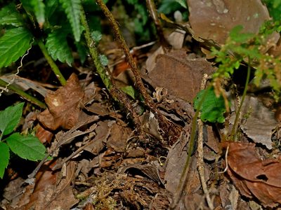 Polystichum luctuosum, photographed by Jacy Chen