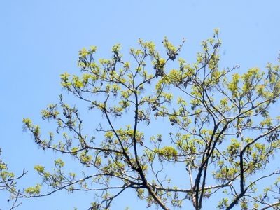 Idesia polycarpa, photographed by Jacy Chen