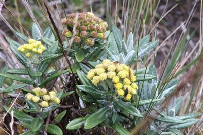 Monticalia andicola, photographed by Michael Bakker Paiva