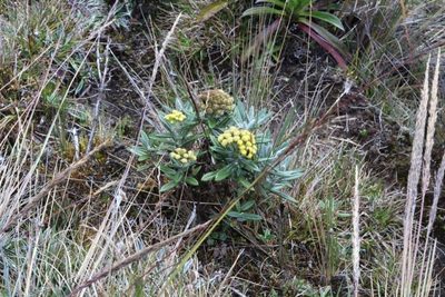 Monticalia andicola, photographed by Michael Bakker Paiva