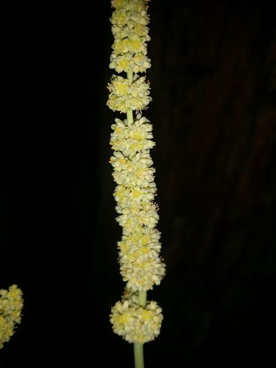 Lomandra preissii, photographed by Helium Luo