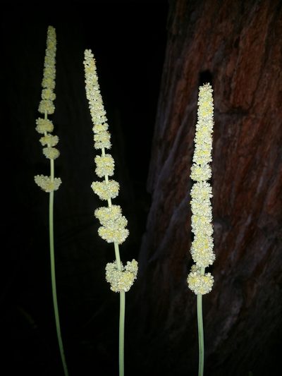 Lomandra preissii, photographed by Helium Luo