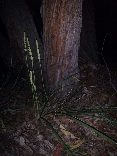 Lomandra preissii, photographed by Helium Luo