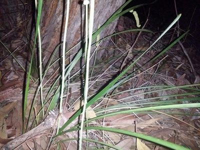 Lomandra preissii, photographed by Helium Luo