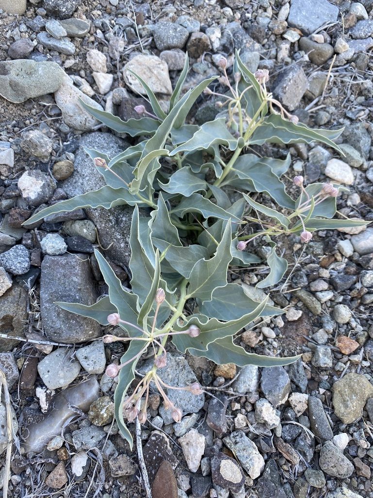 Asclepias eastwoodiana, photographed by Matt Berger
