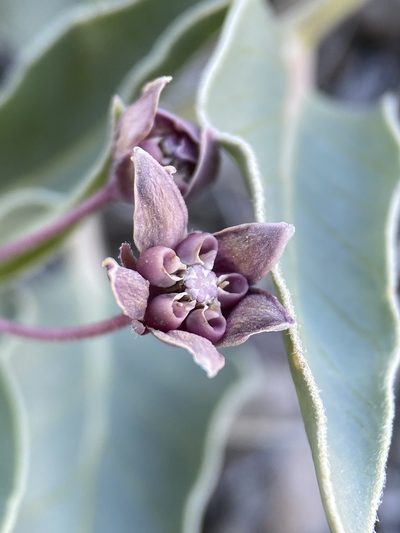 Asclepias eastwoodiana, photographed by Matt Berger