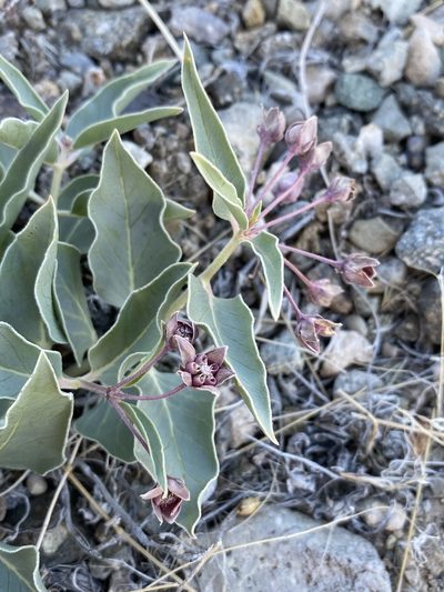 Asclepias eastwoodiana, photographed by Matt Berger
