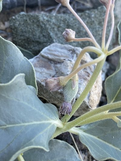 Asclepias eastwoodiana, photographed by Matt Berger