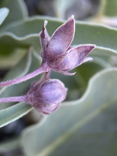 Asclepias eastwoodiana, photographed by Matt Berger