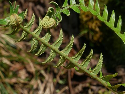 Polystichum acutidens, photographed by Jacy Chen