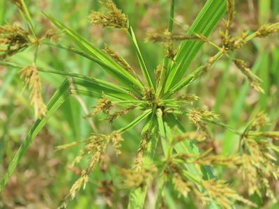 Cyperus nutans, photographed by chiuluan