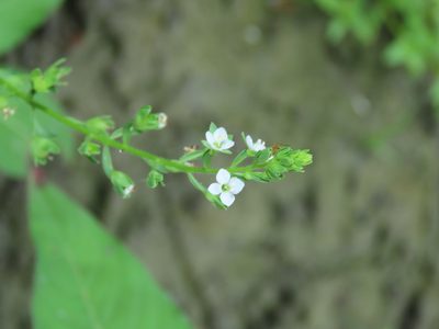 Veronica undulata, photographed by chiuluan